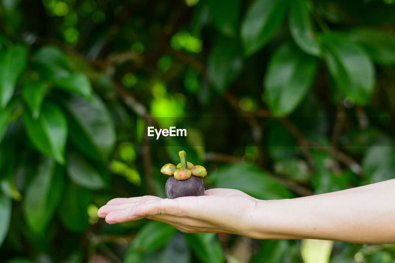 Close-up of hand holding mangosteen