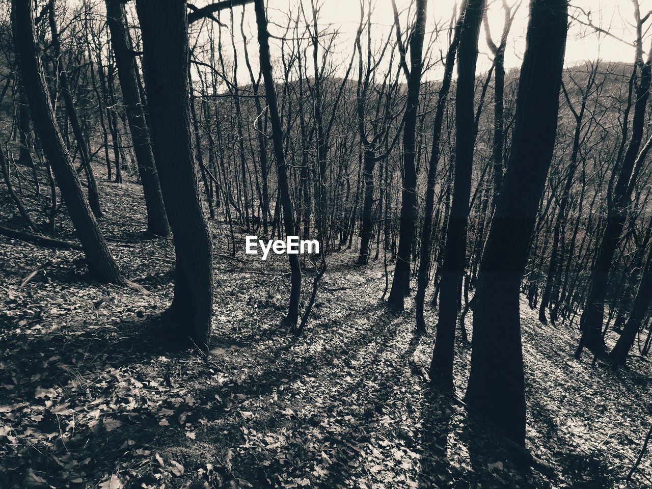 SHADOW OF TREES ON LANDSCAPE