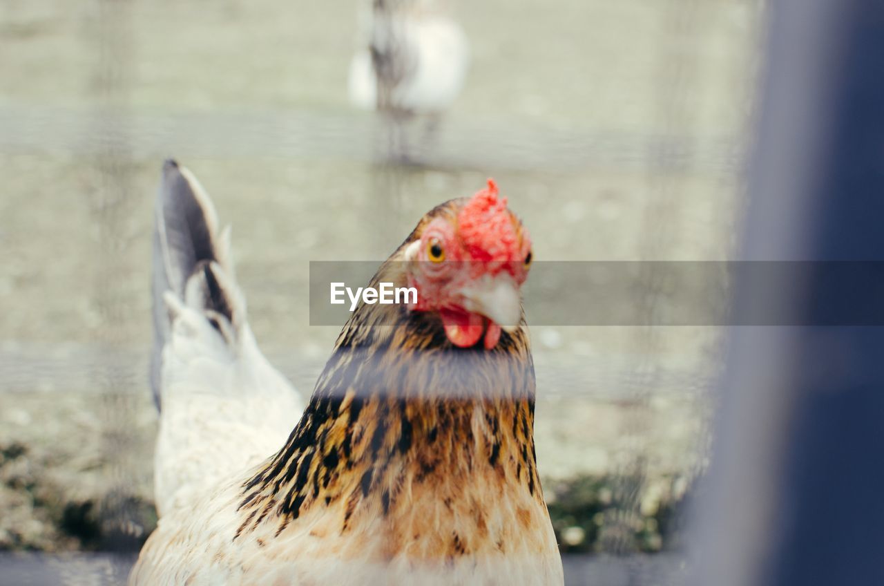 CLOSE-UP OF A DUCK