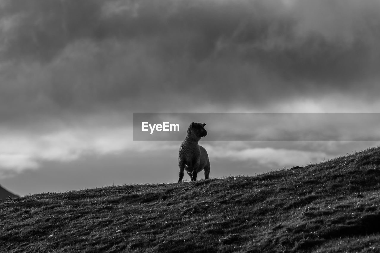 LOW ANGLE VIEW OF DOG ON FIELD