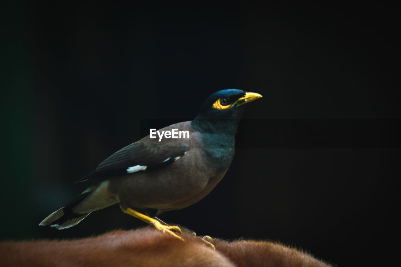 CLOSE-UP OF BIRD PERCHING ON A ROCK