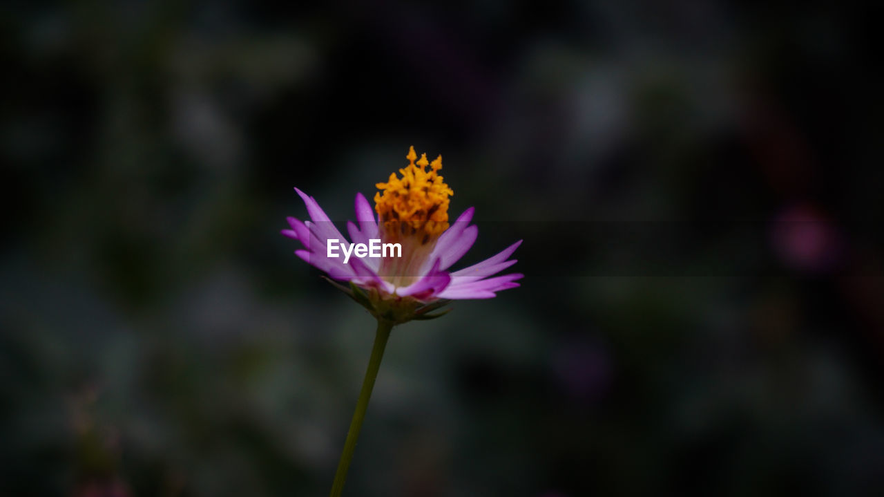 CLOSE-UP OF PURPLE FLOWERING PLANTS