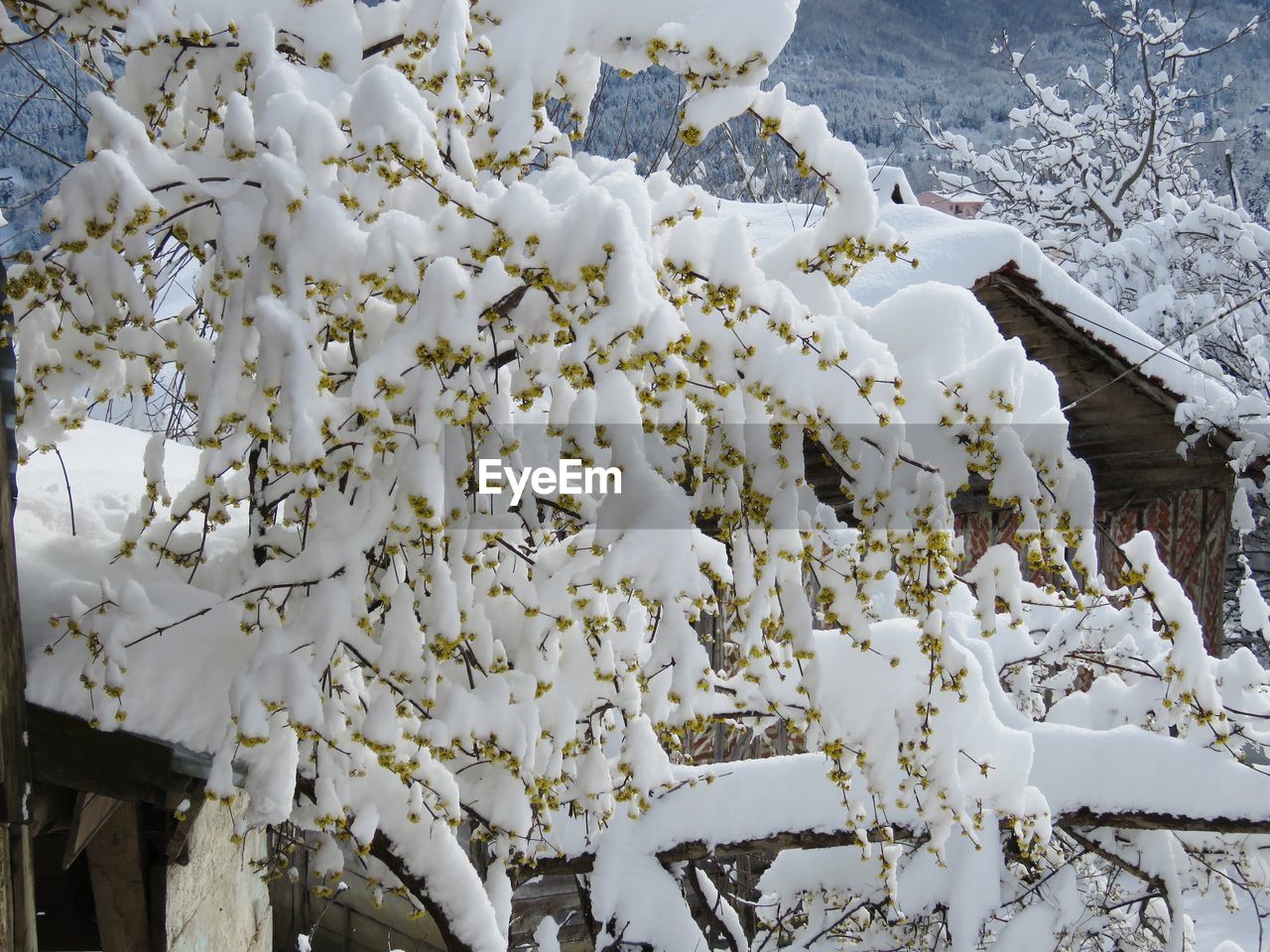 High angle view of white flowering plants during winter