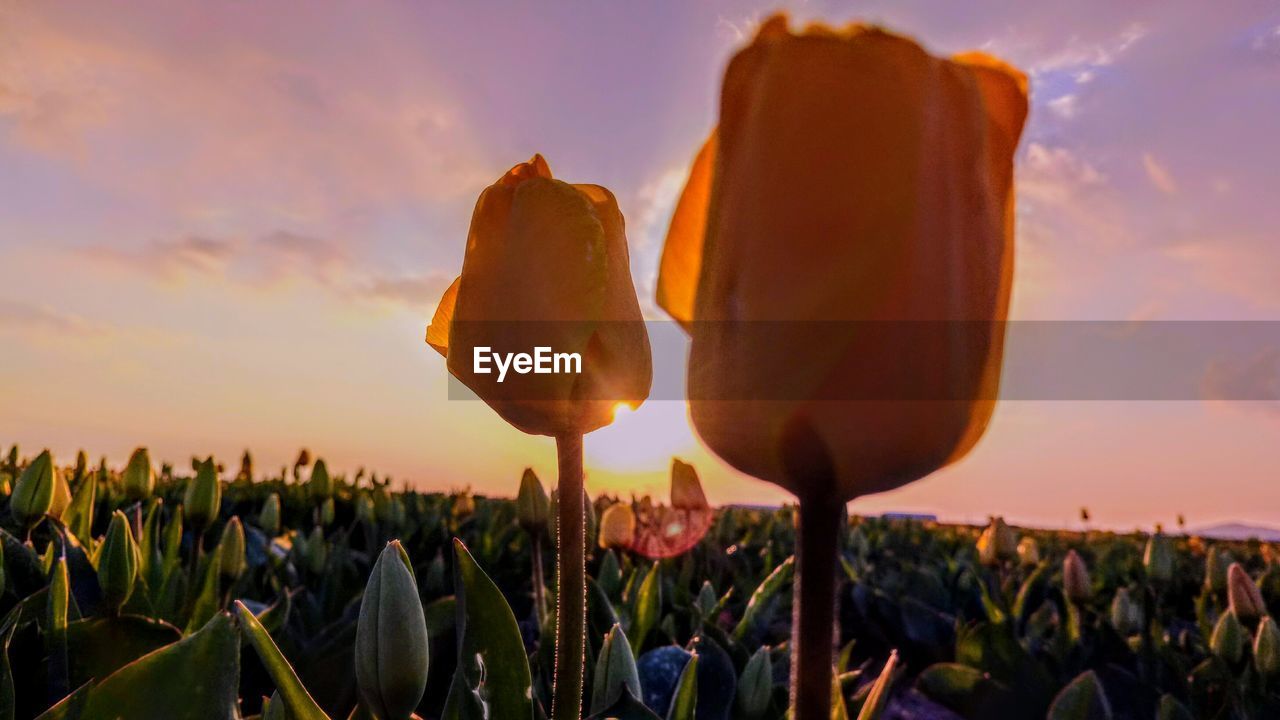 Close-up of flowers growing on field against sky during sunset