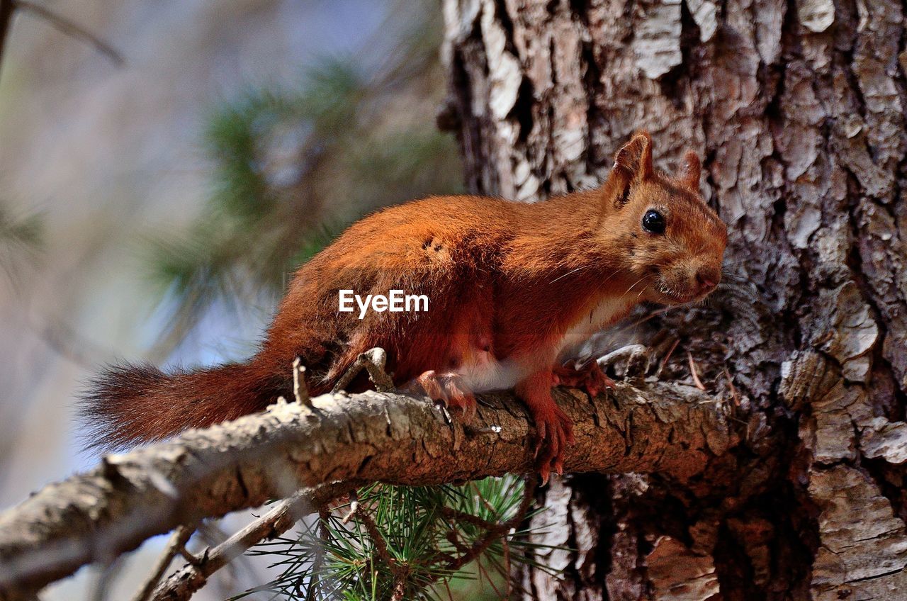 Close-up of squirrel on tree trunk