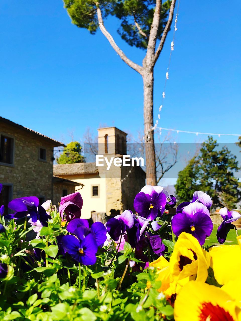 Purple flowering plants against blue sky and building