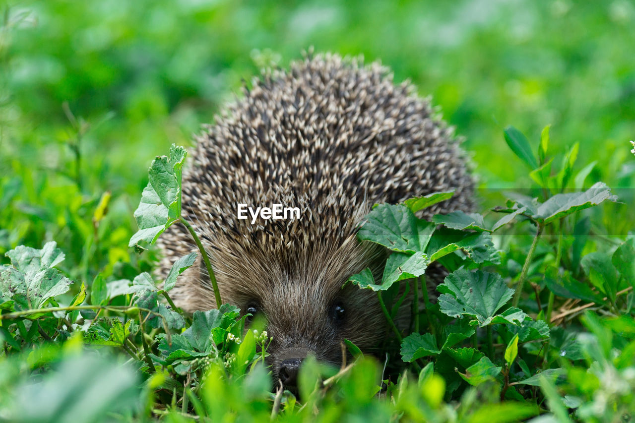 CLOSE-UP OF AN ANIMAL ON GRASS