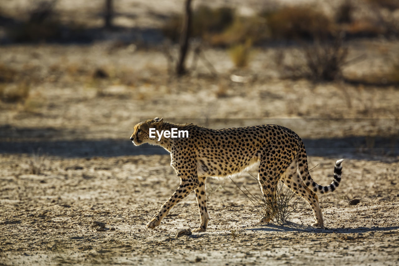cheetah standing on field