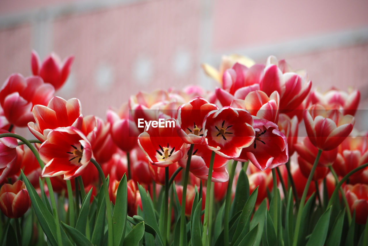 Close-up of red flowering plants