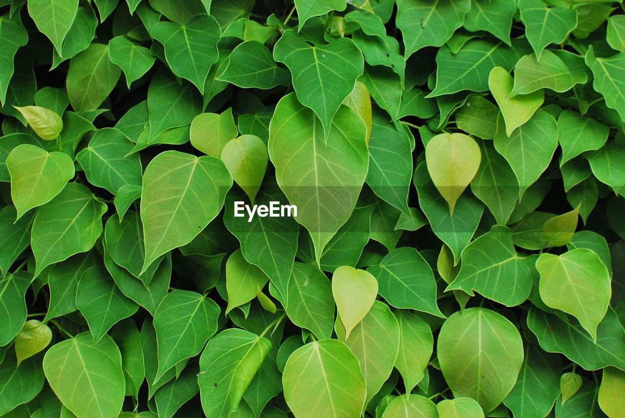 Full frame shot of green leaves