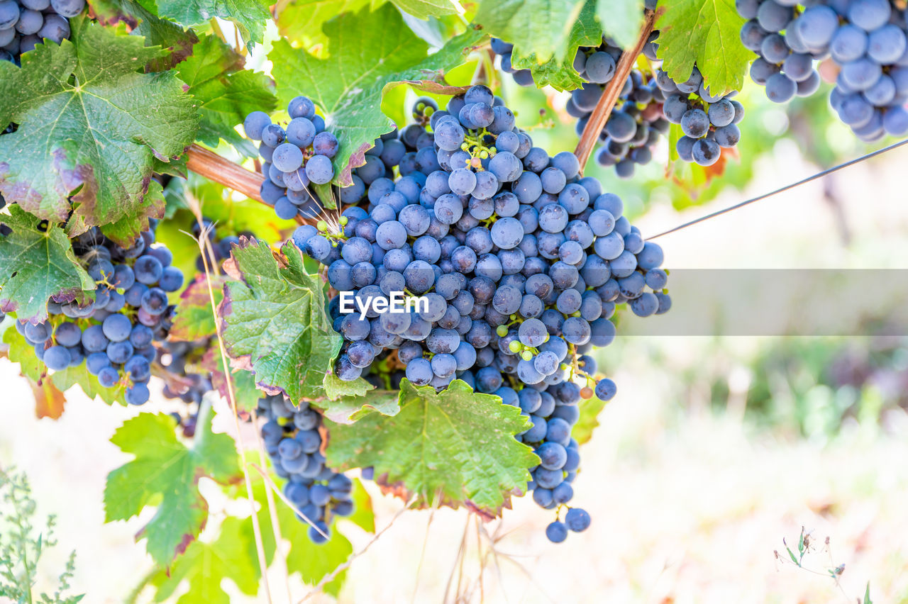 grape, food and drink, vineyard, fruit, food, vine, healthy eating, agriculture, growth, plant, winemaking, bunch, leaf, plant part, freshness, red grape, nature, produce, crop, grape leaves, rural scene, wellbeing, landscape, ripe, no people, day, wine, farm, hanging, alcohol, field, tree, juicy, outdoors, drink, green, refreshment, close-up, abundance, beauty in nature, winery, sunlight, cultivated, land, berry, blue