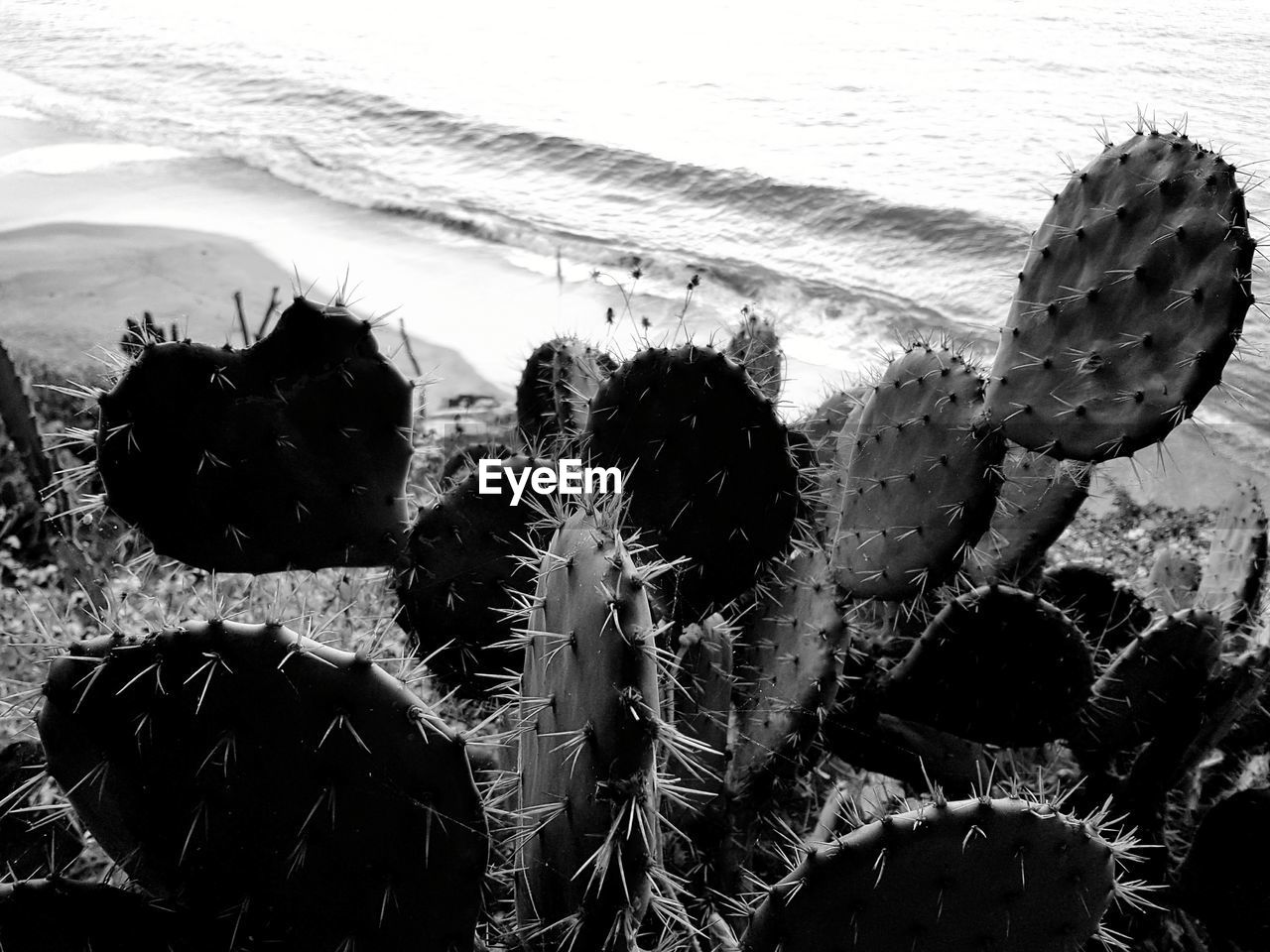 CLOSE-UP OF CACTUS PLANT