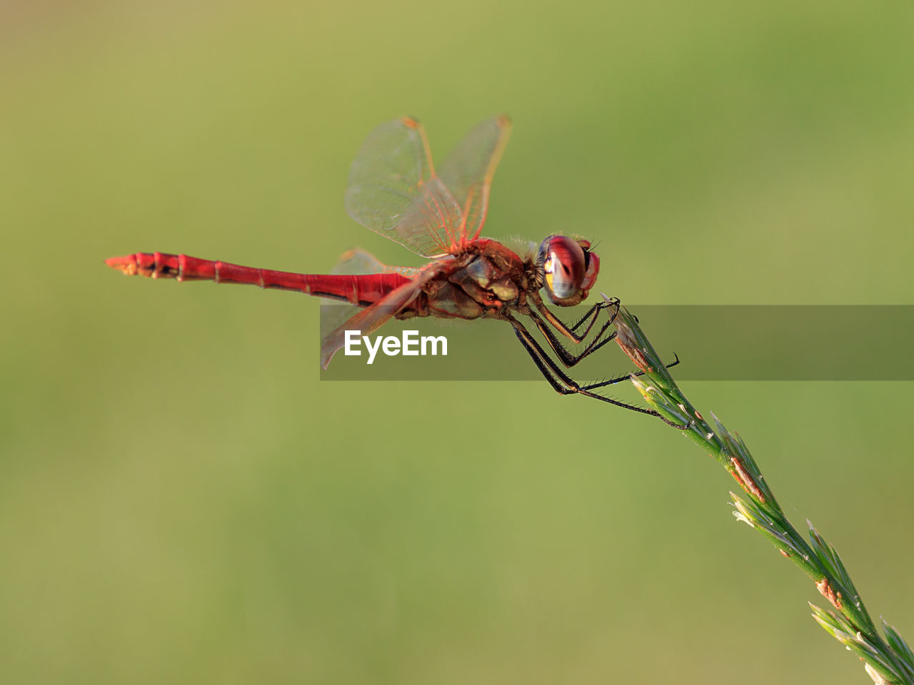 CLOSE UP OF DRAGONFLY