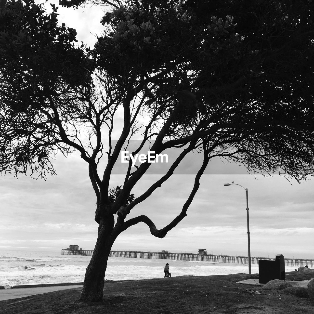 TREES ON BEACH