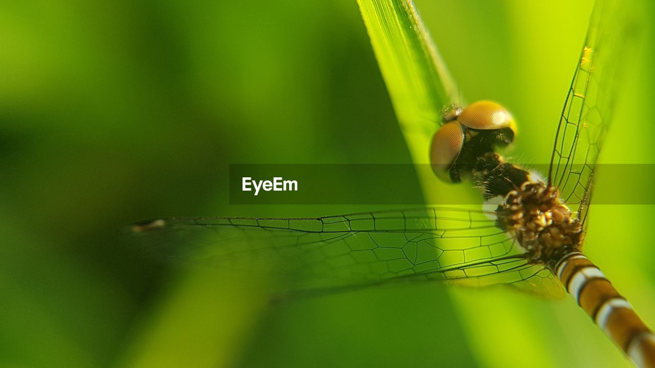 CLOSE-UP OF INSECT