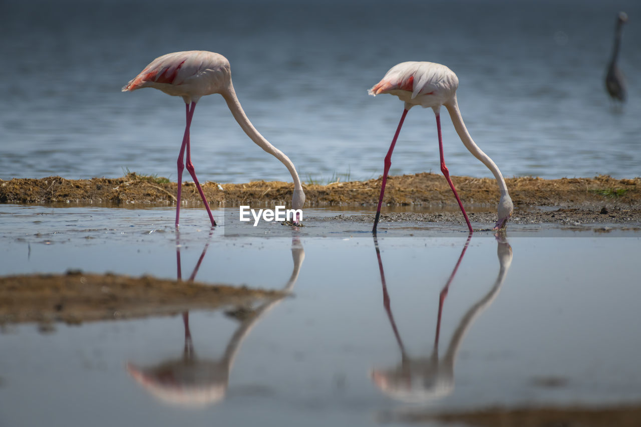 Flamingos in lake