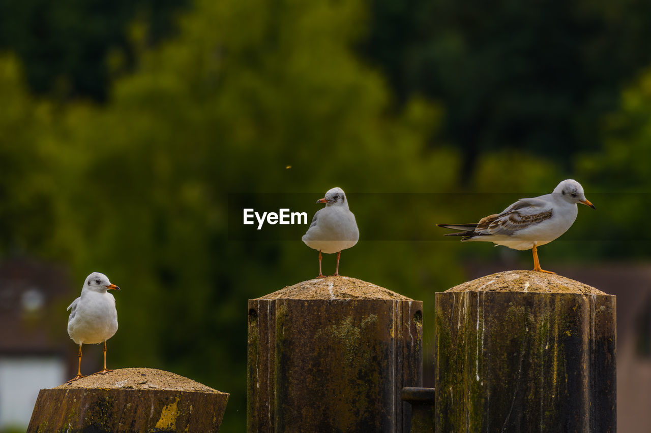 Seagull perching on wooden post