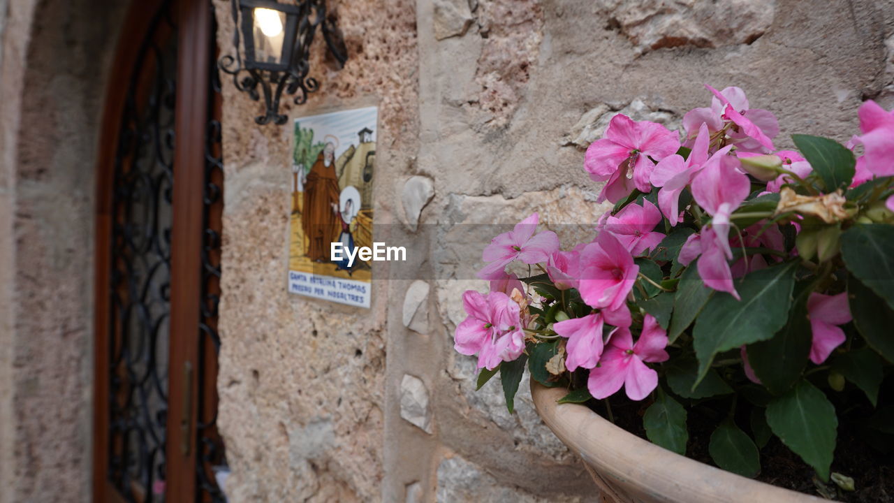 HIGH ANGLE VIEW OF PINK FLOWERING PLANTS AGAINST WALL