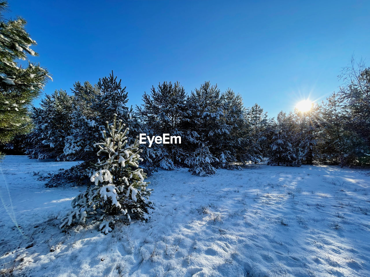 Snow covered tree against clear blue sky in snowy landscape 
