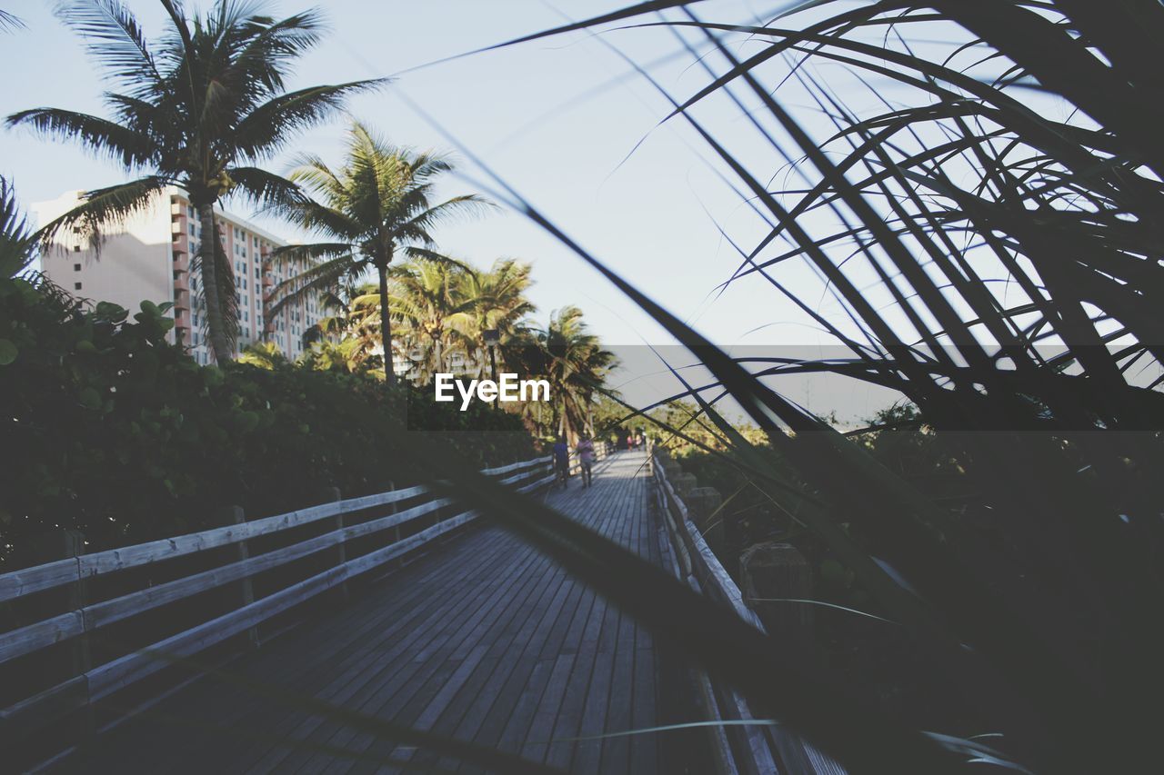 PALM TREE AGAINST SKY