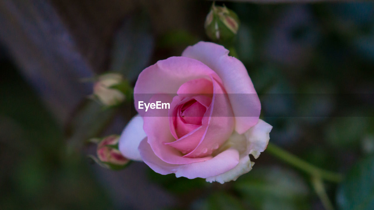 CLOSE-UP OF PINK ROSE BLOOMING OUTDOORS