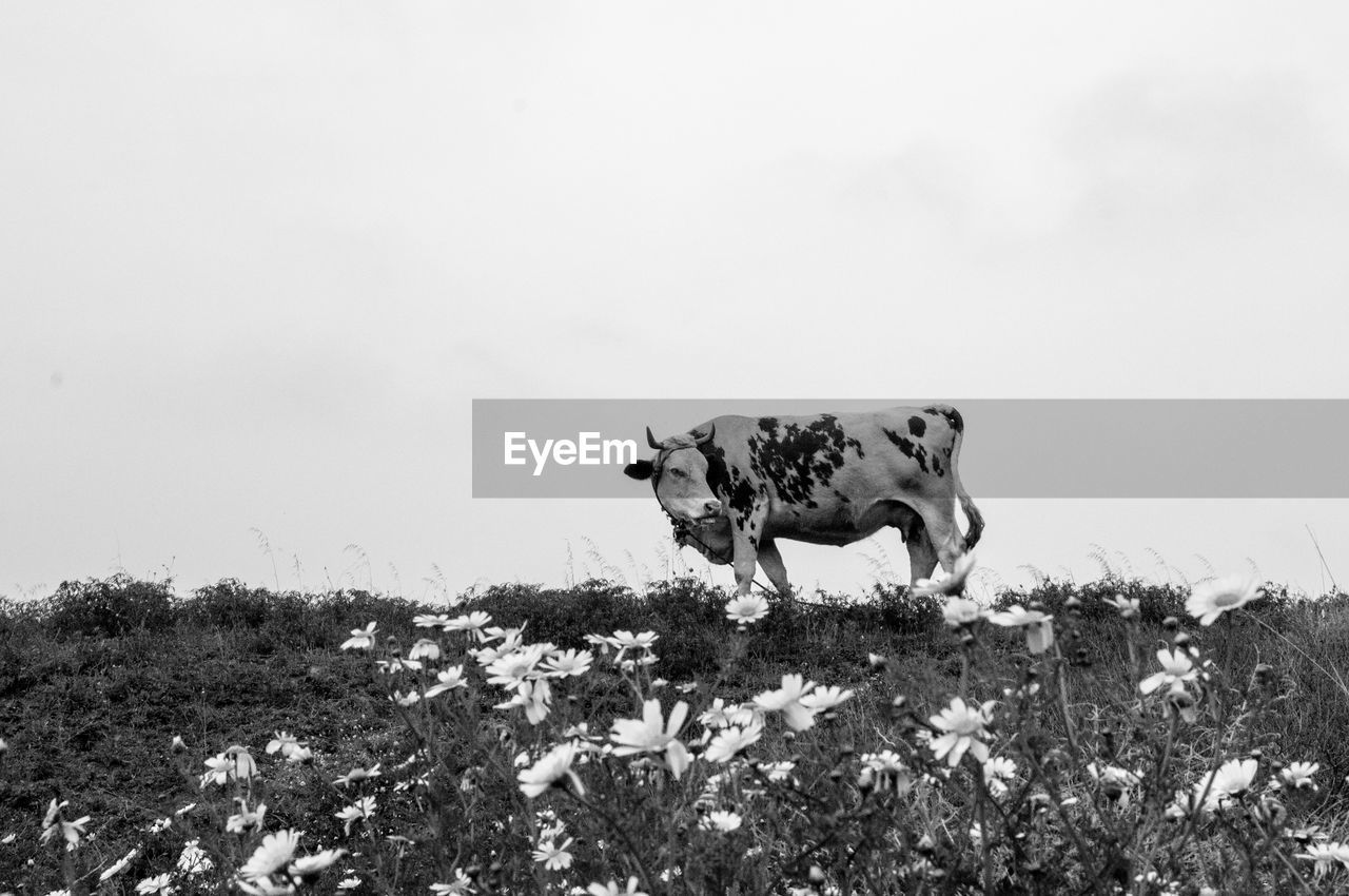 VIEW OF A DOG ON FIELD AGAINST SKY