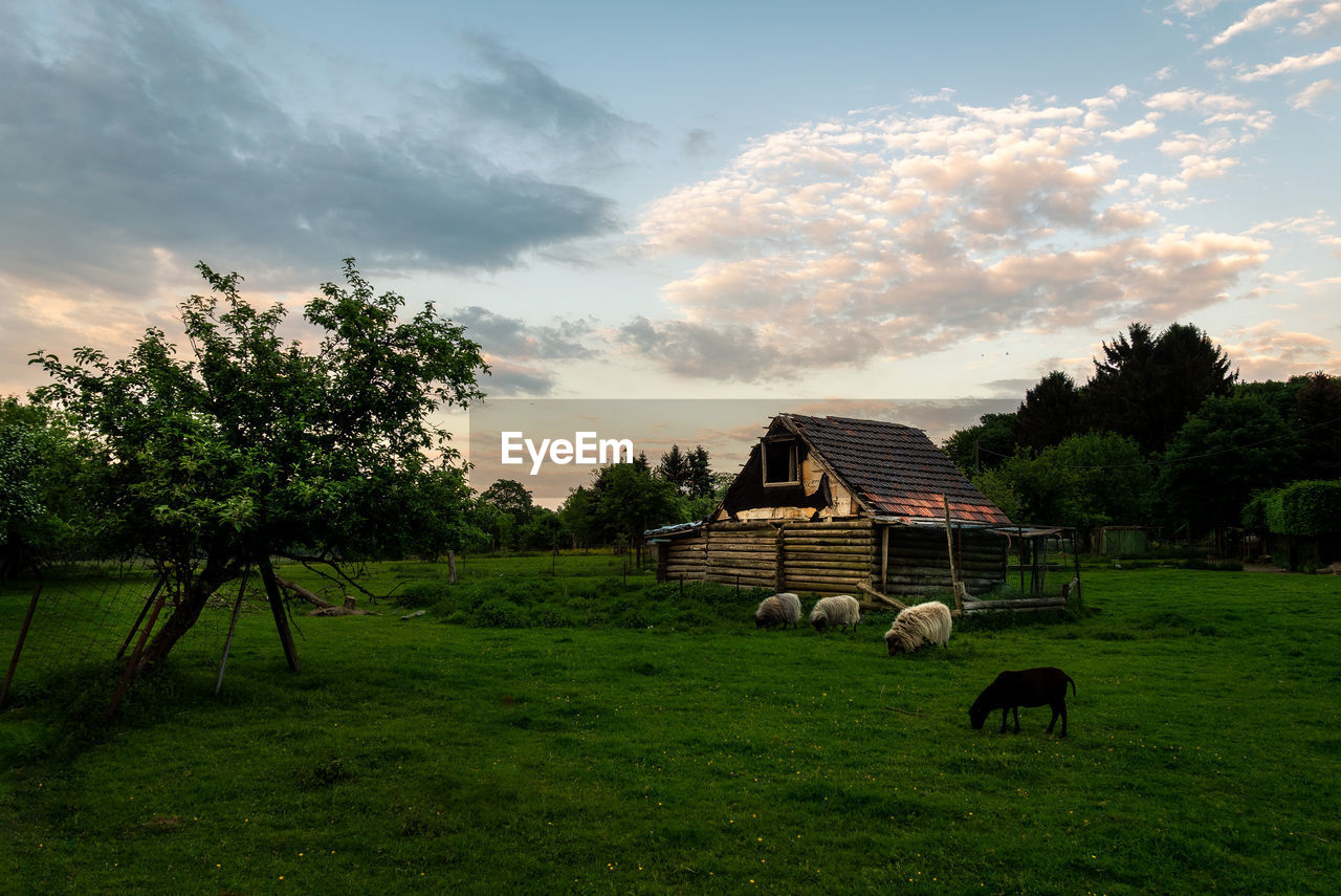 SHEEP GRAZING ON FIELD