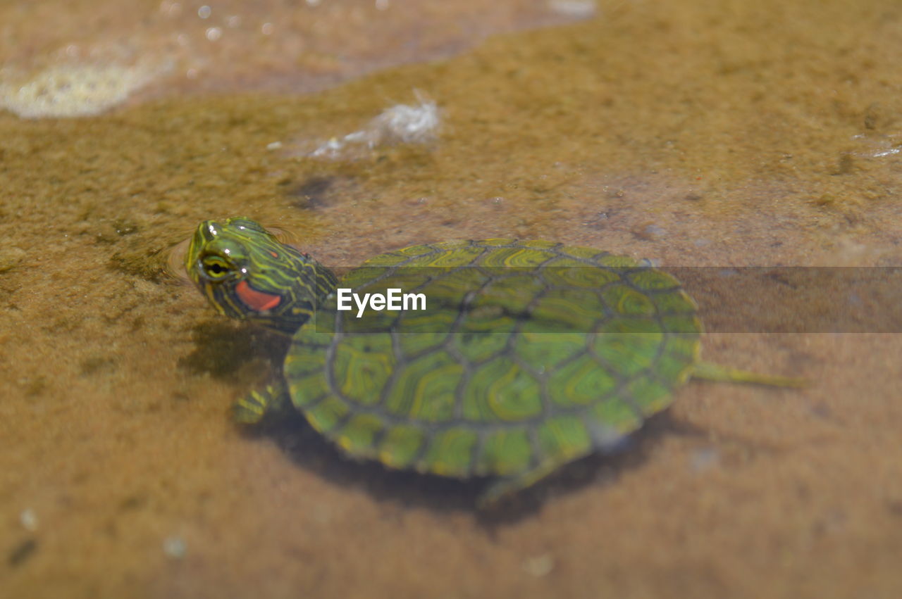 High angle view of turtle in sea