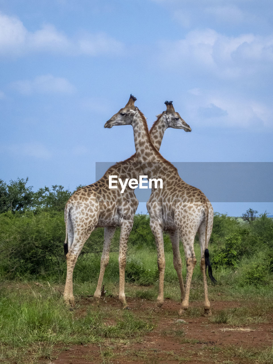 Giraffe standing on field against sky