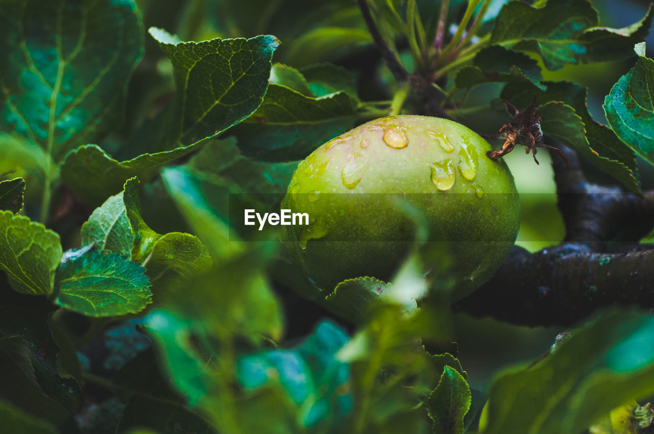 Close-up of apples after a rain storm on tree