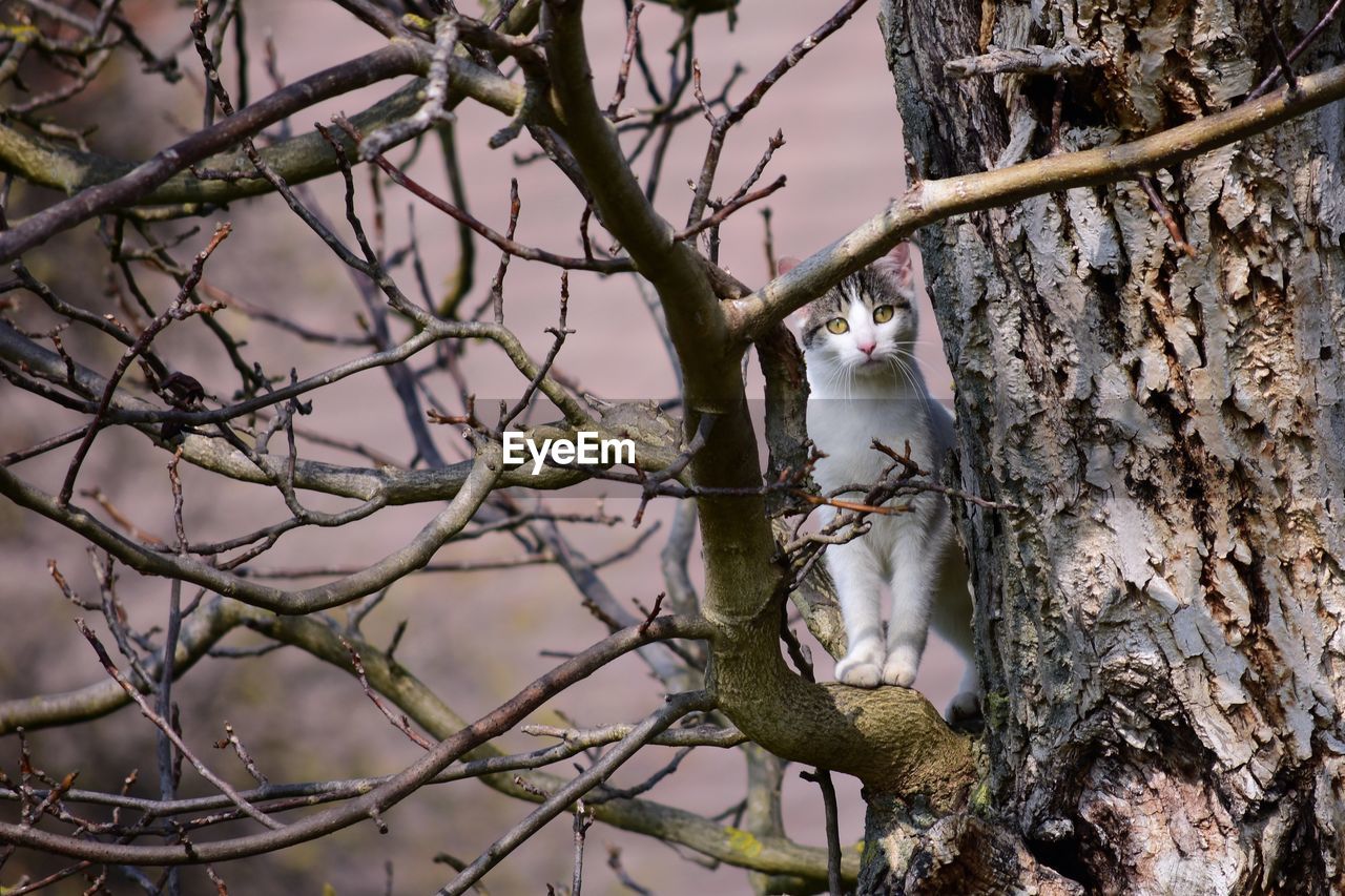 LOW ANGLE VIEW OF BIRDS PERCHING ON TREE