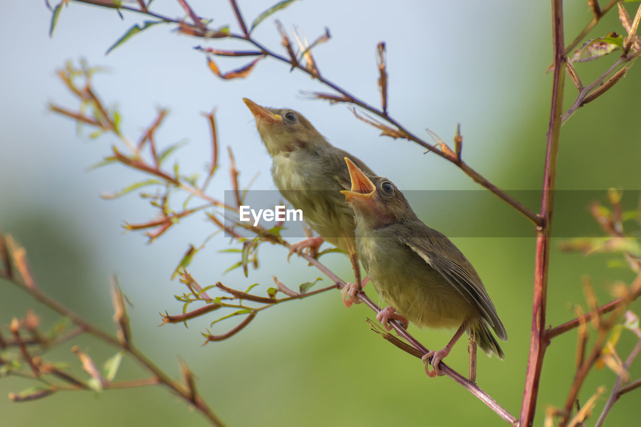 Young bar winged prinia on tree branch
