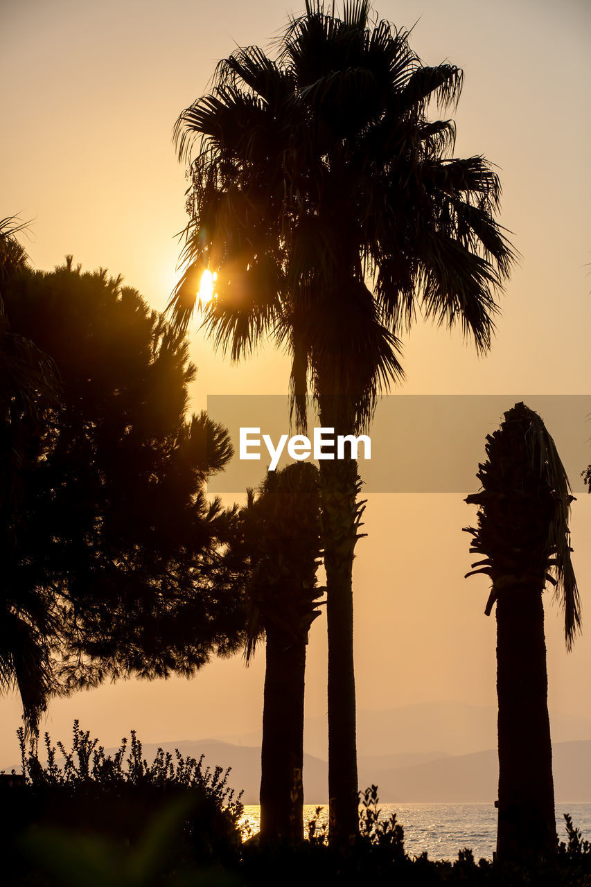 SILHOUETTE PALM TREES AGAINST SKY DURING SUNSET