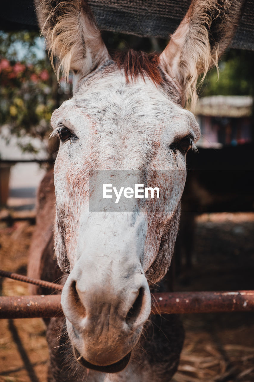 Close-up portrait of horse in stable