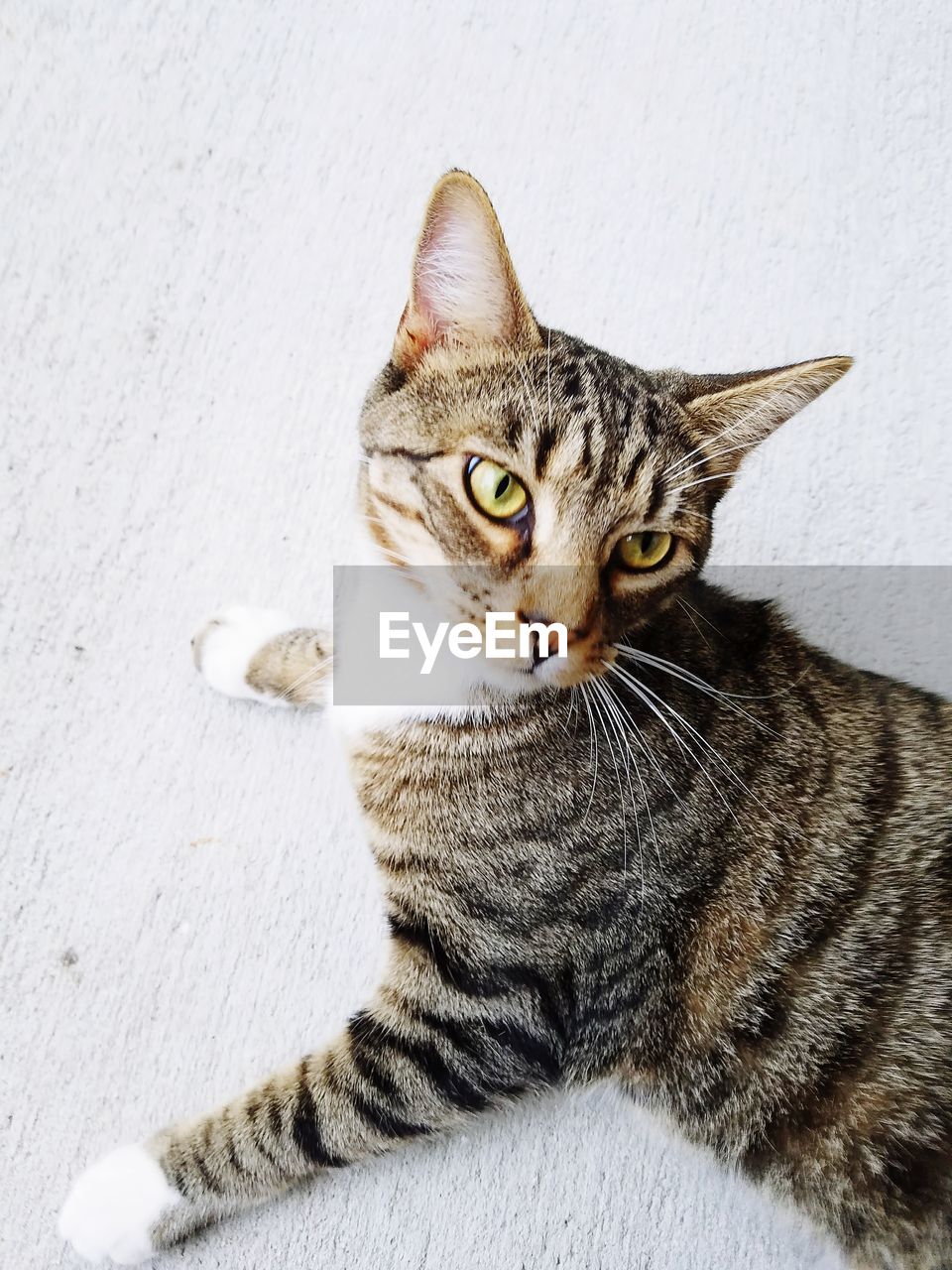 CLOSE-UP PORTRAIT OF CAT SITTING ON FLOOR