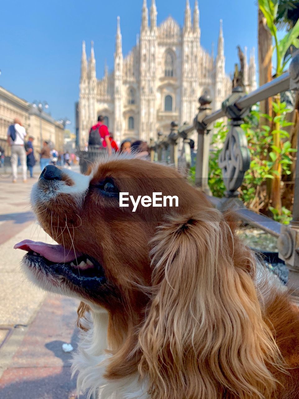 Portrait of a dog in front of the duomo