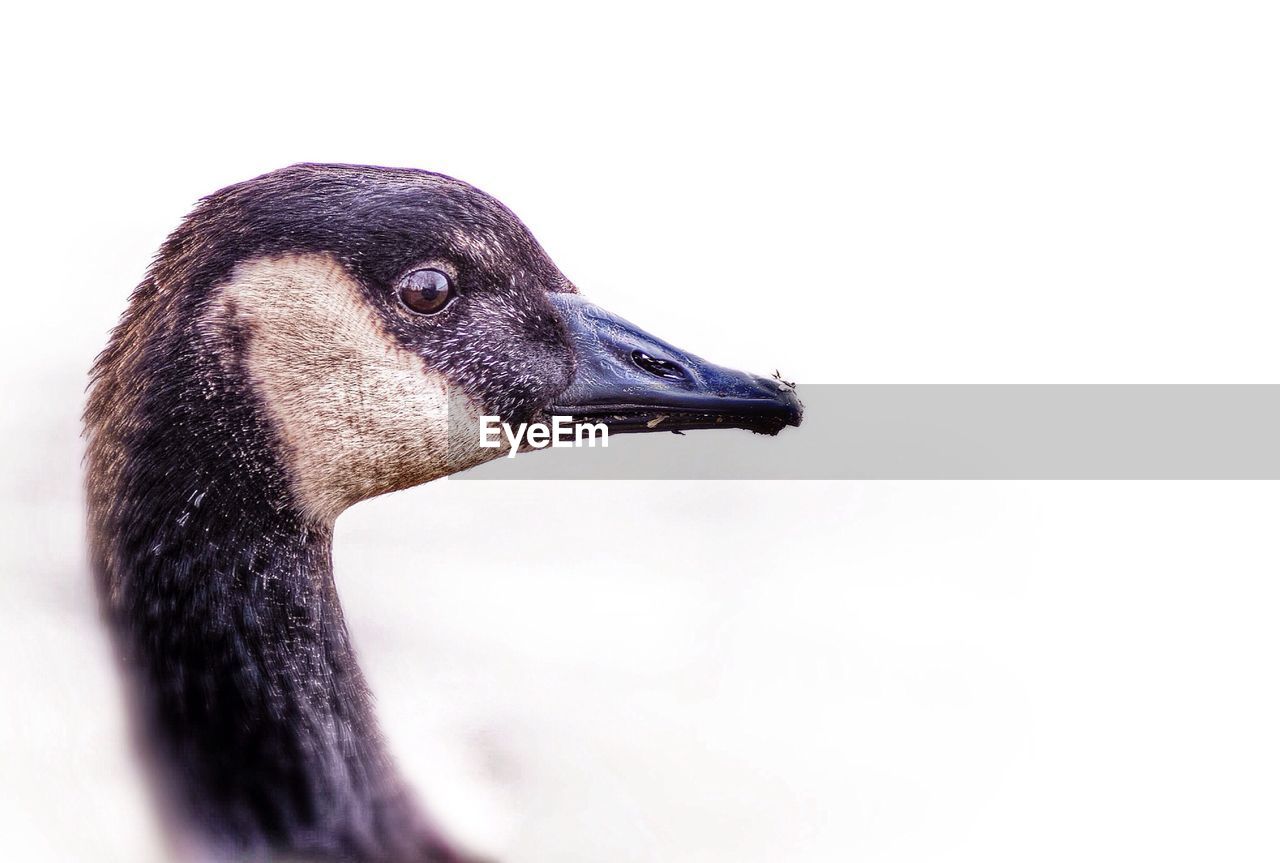 Close-up side view of bird over white background