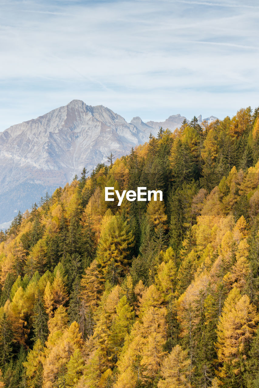 Orange yellow autumn larch trees forest with mountains. autumn or fall forest background.