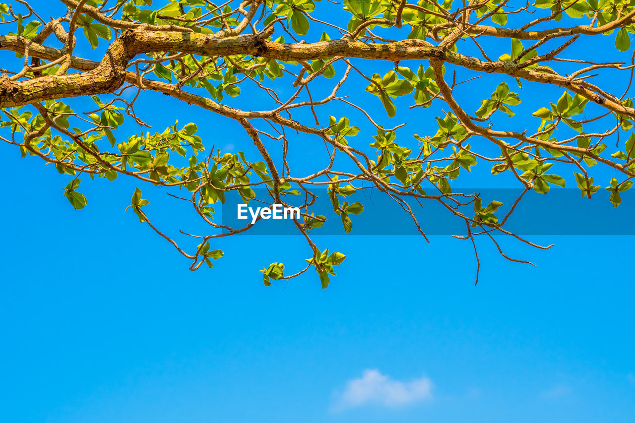 Low angle view of tree against clear blue sky