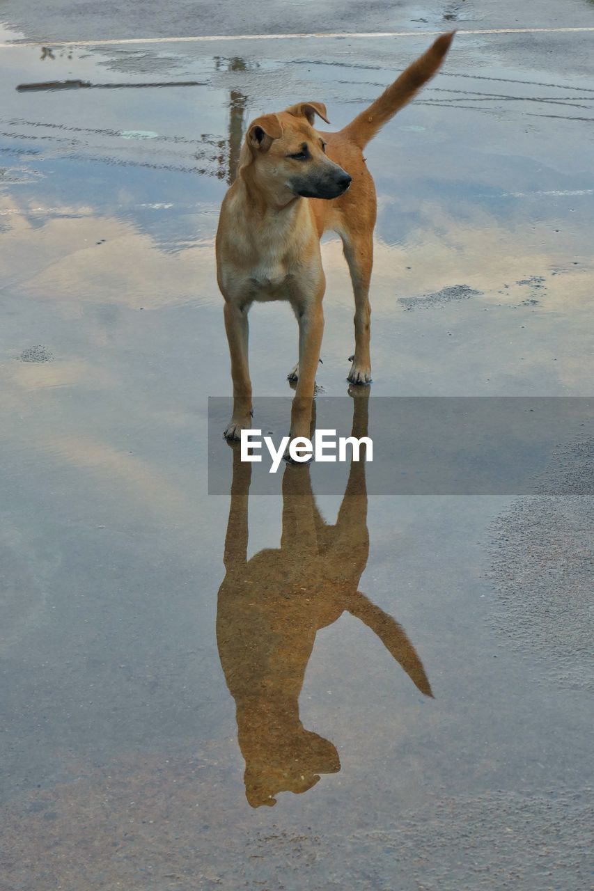 DOG RUNNING ON WET SHORE