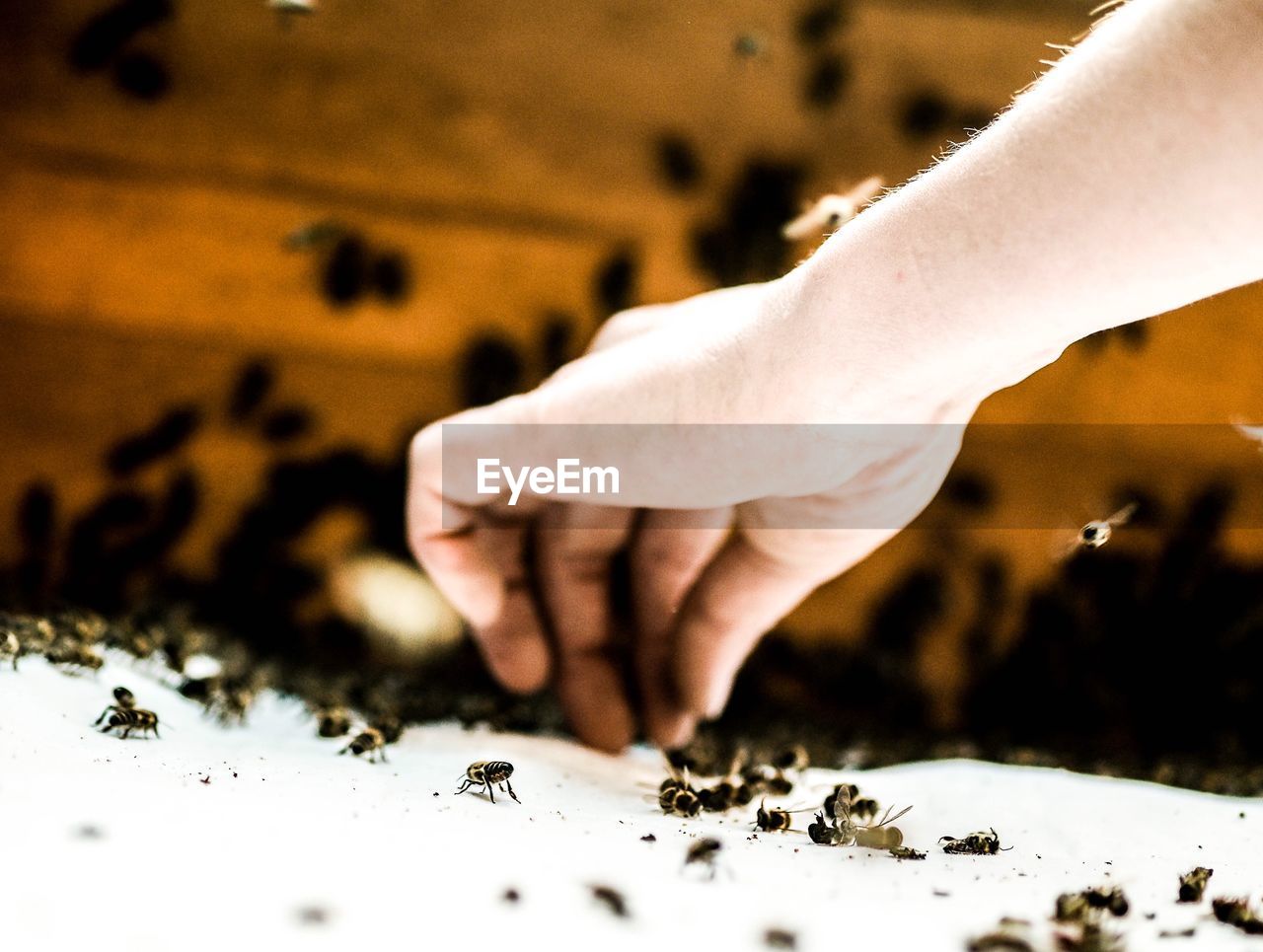 Cropped image of hand picking bee