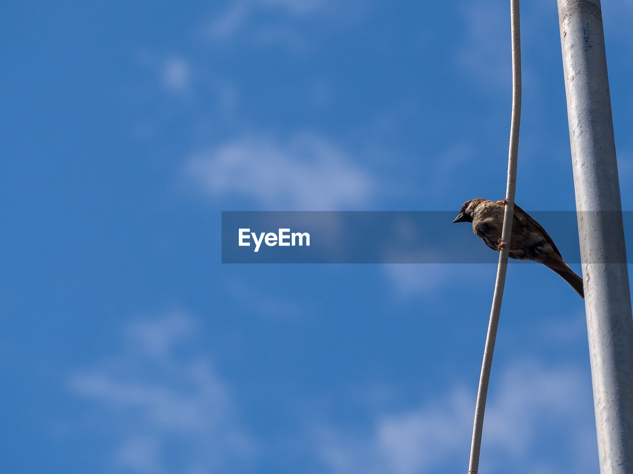 Low angle view of bird perching on pole against sky