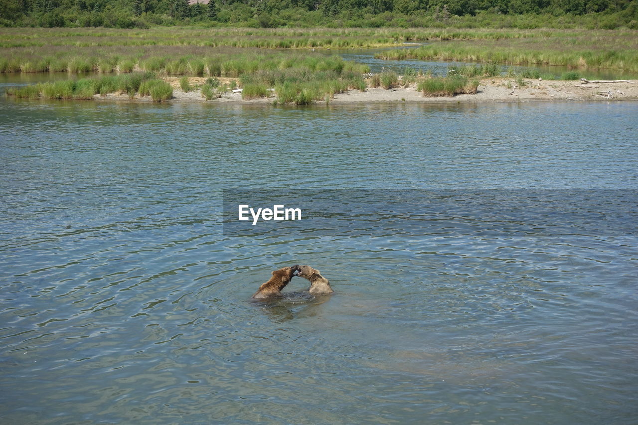 DUCKS SWIMMING IN LAKE