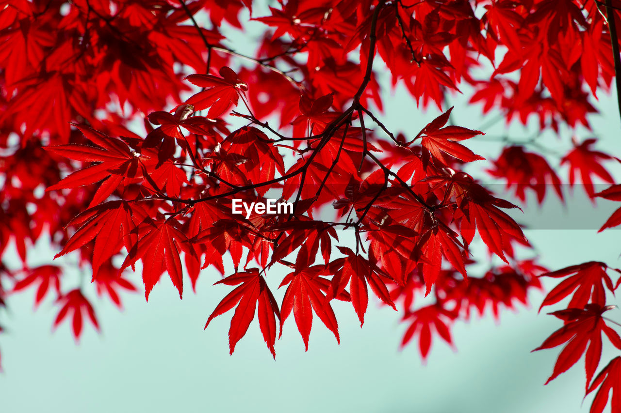 leaf, red, plant part, autumn, tree, maple, maple leaf, nature, maple tree, plant, branch, beauty in nature, no people, day, low angle view, tranquility, outdoors, sky, close-up, flower