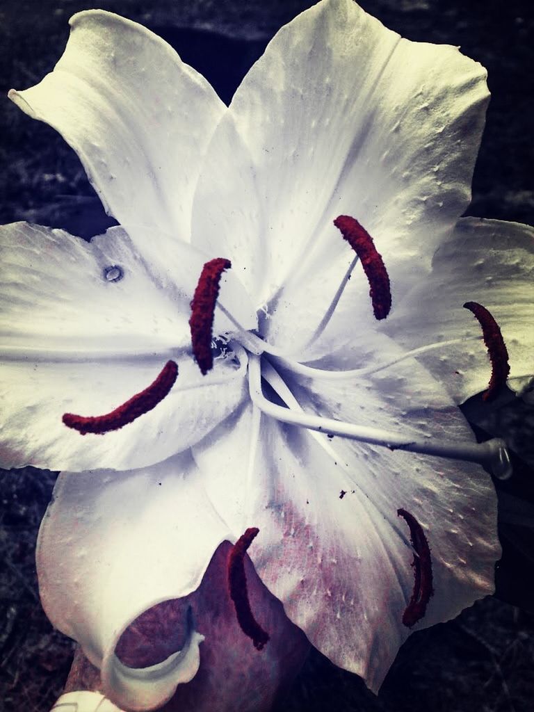 Close-up of white flower