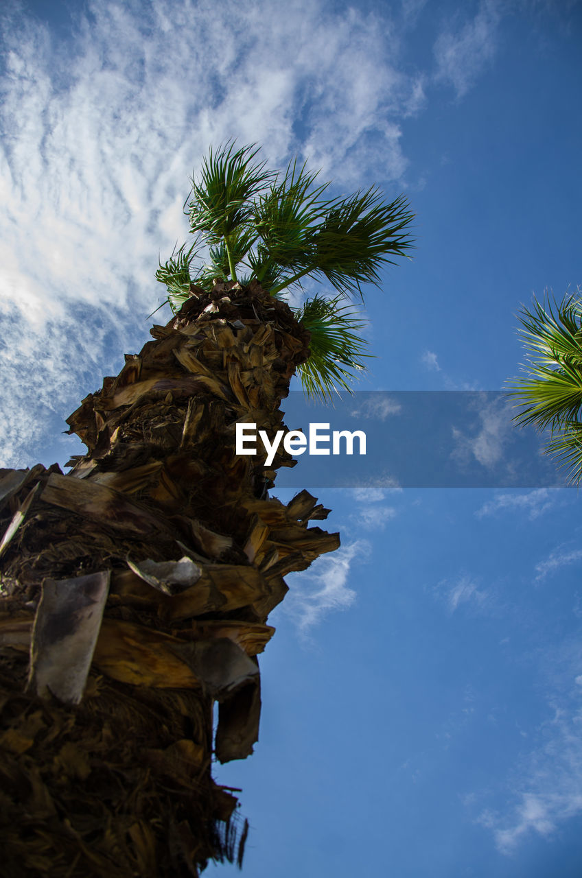 Palm tree against blue sky