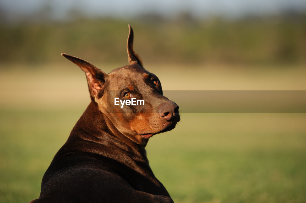 Close-up portrait of doberman pinscher on field