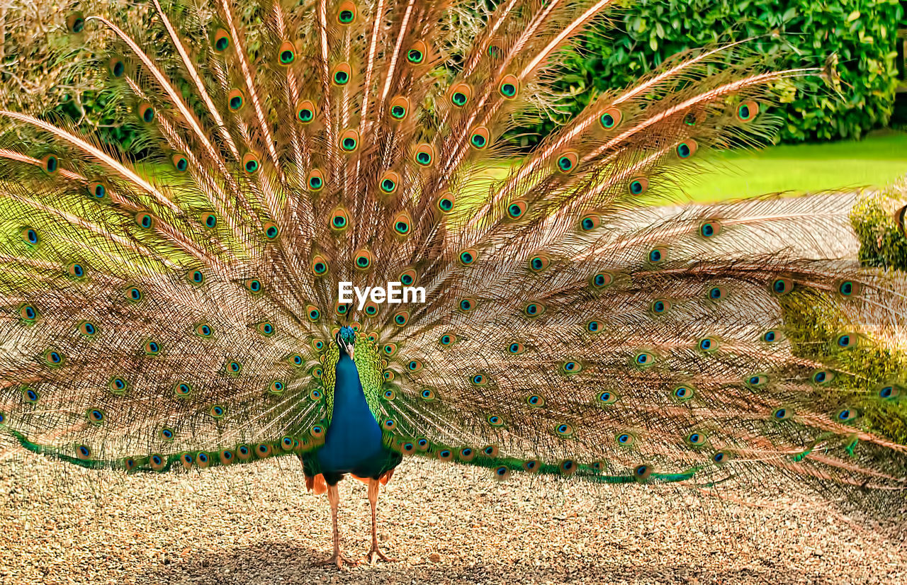 HIGH ANGLE VIEW OF PEACOCK