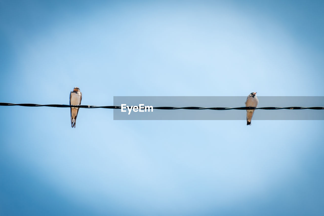 Low angle view of birds perching on cable against sky