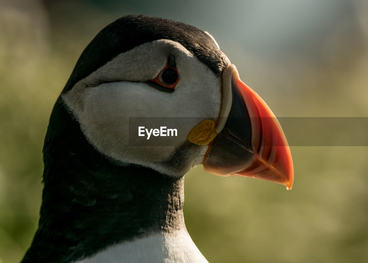 Close-up of a puffin